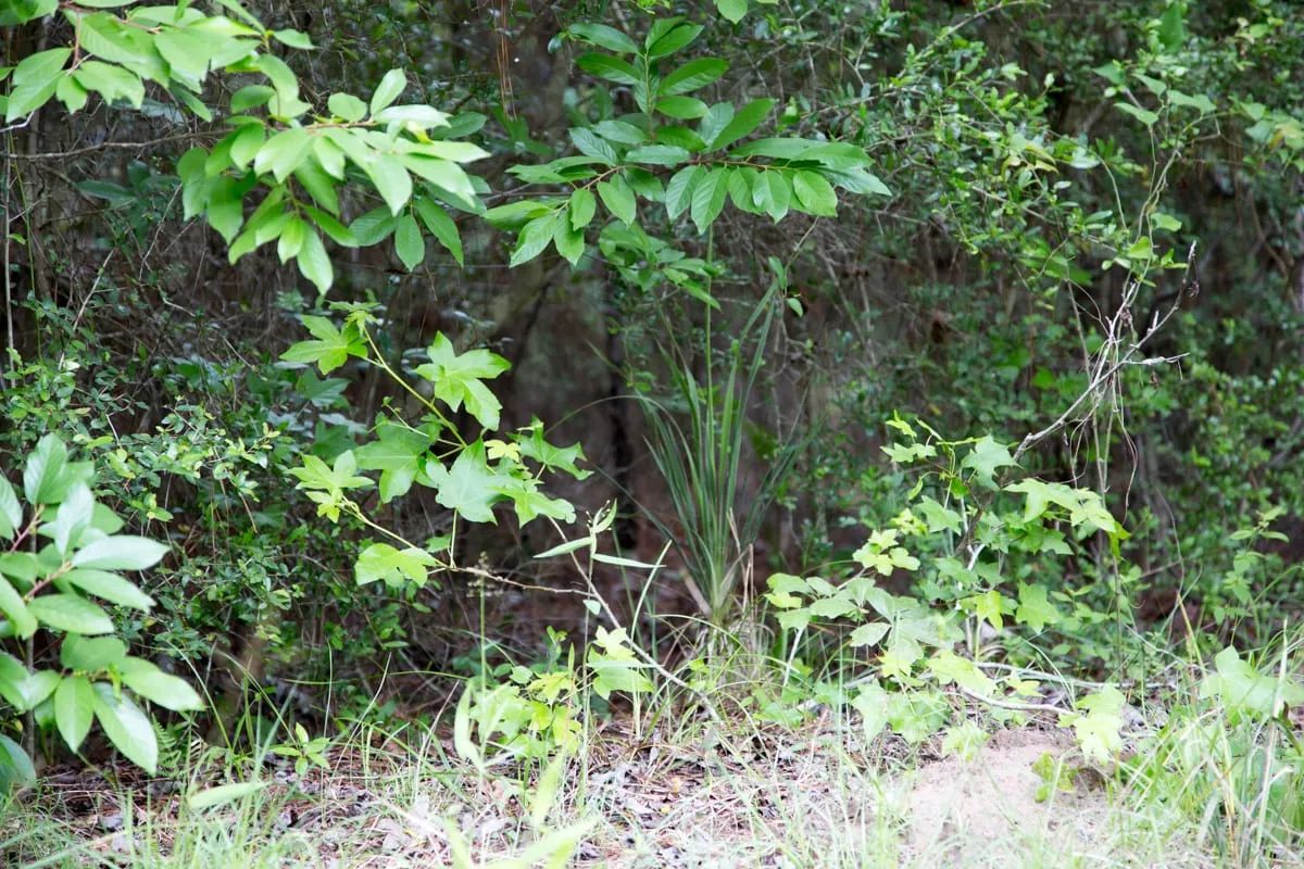 Decorative background for Rayburn Country Tract 285 image 10