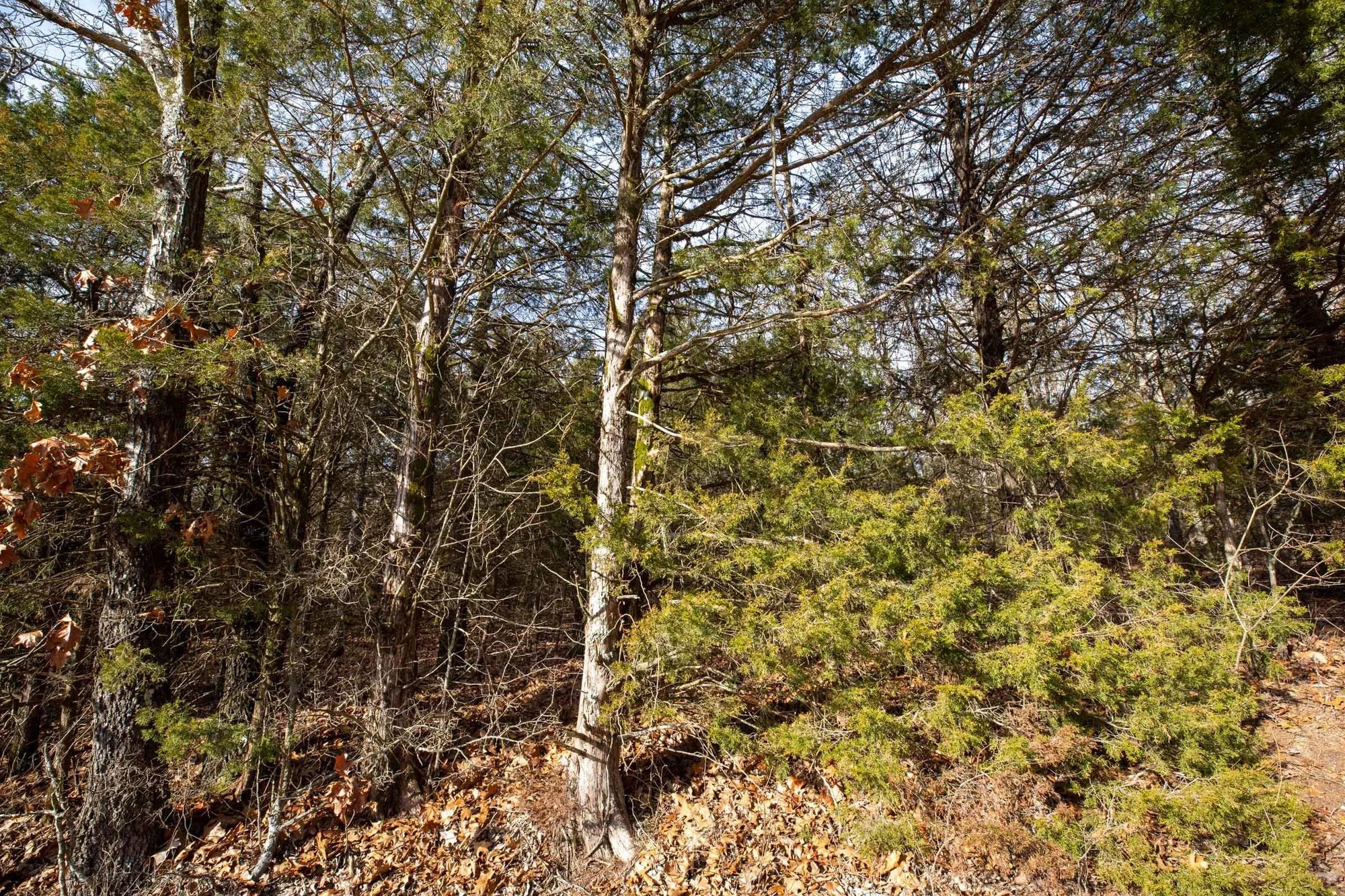 Forest Hill Tract 3 in Texas County, MO