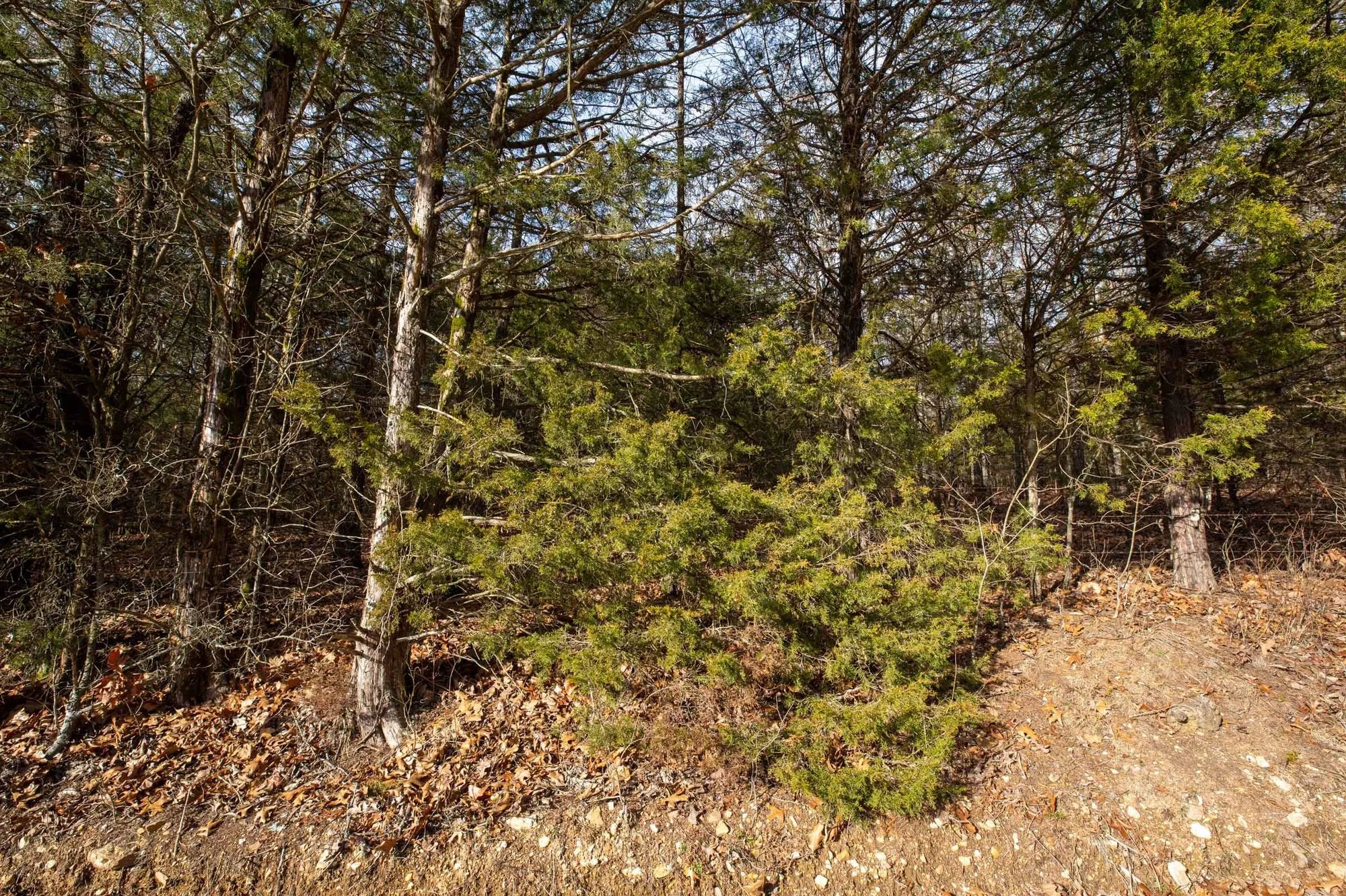 Forest Hill Tract 3 in Texas County, MO