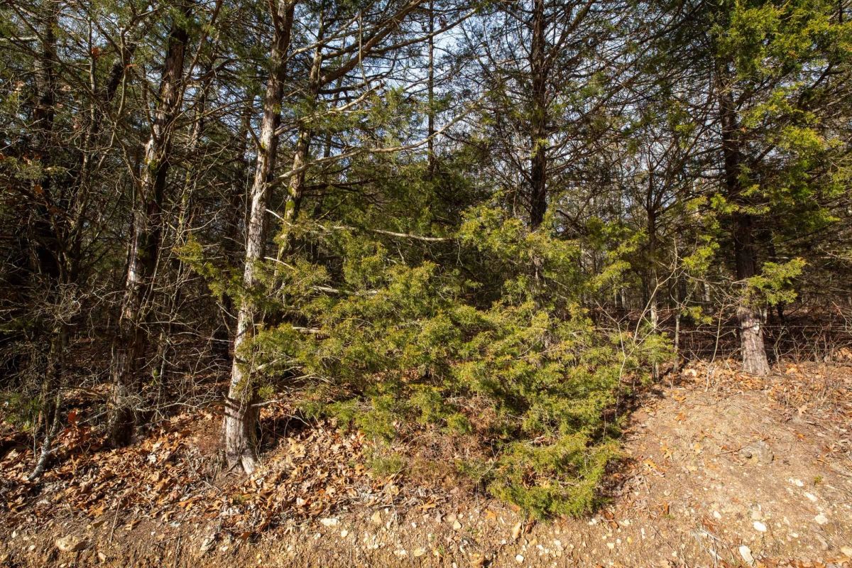 Forest Hill Tract 3 - Image 3