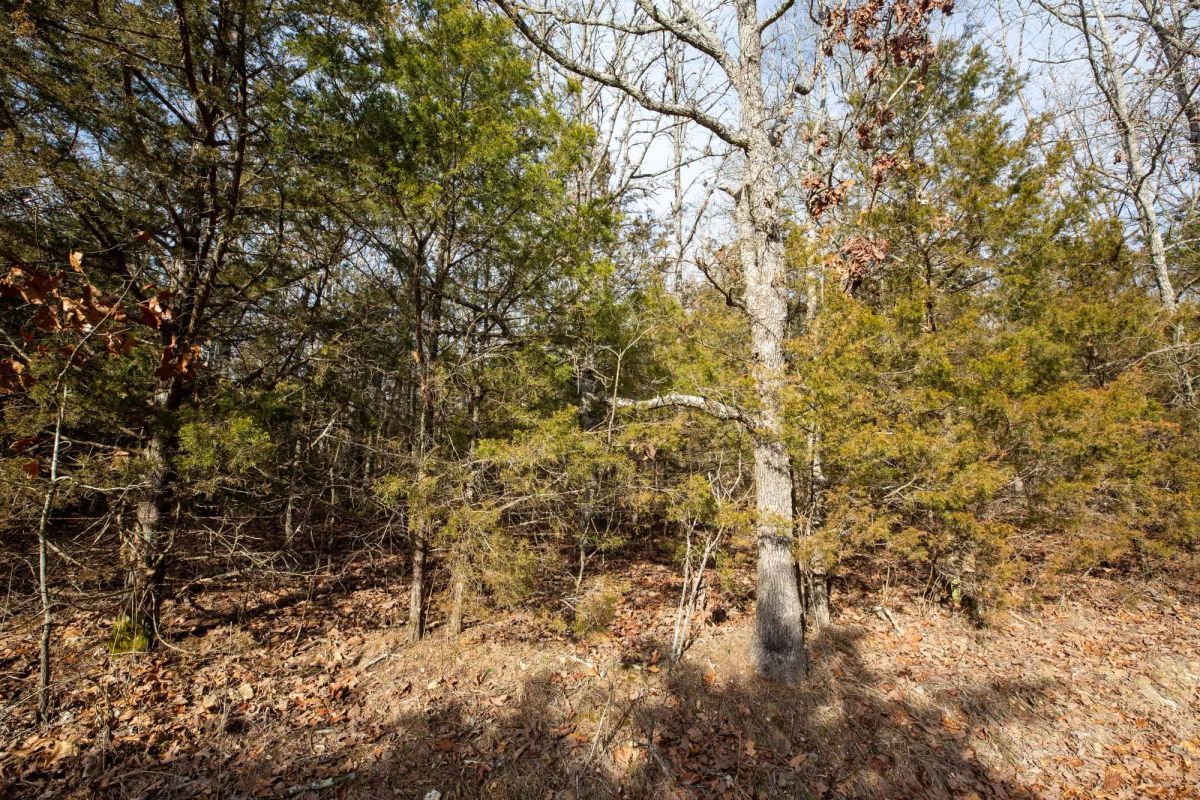 Decorative background for Forest Hill Tract 3 image 5