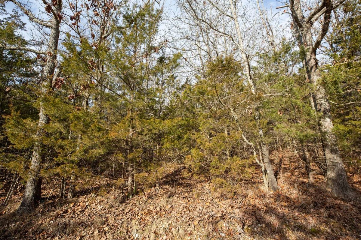 Decorative background for Forest Hill Tract 3 image 6