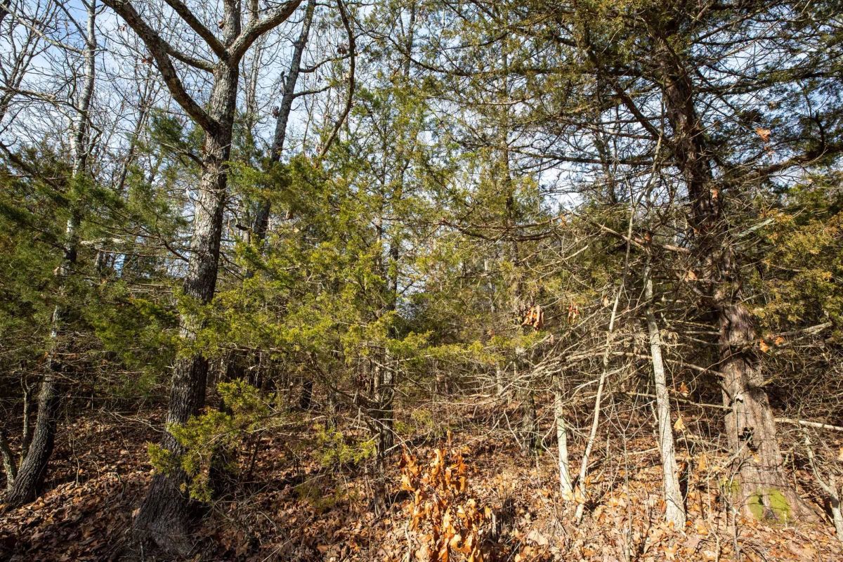 Decorative background for Forest Hill Tract 3 image 7