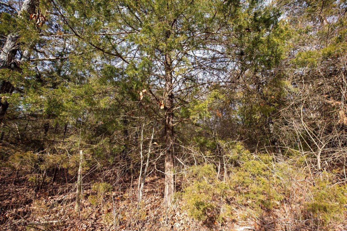 Decorative background for Forest Hill Tract 3 image 8