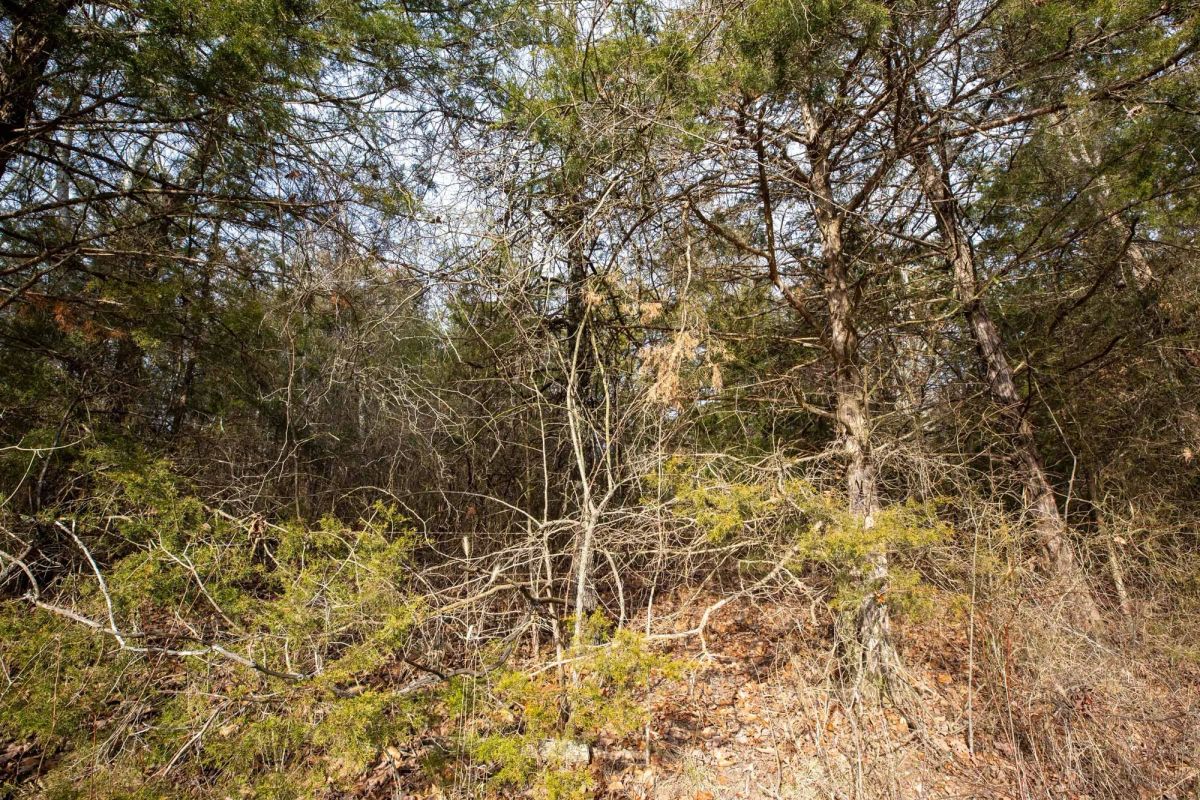 Decorative background for Forest Hill Tract 3 image 9