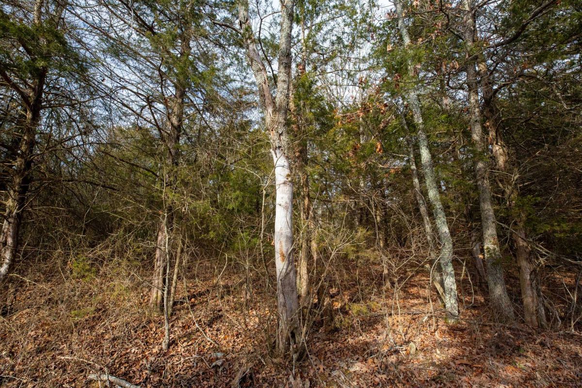 Decorative background for Forest Hill Tract 3 image 10