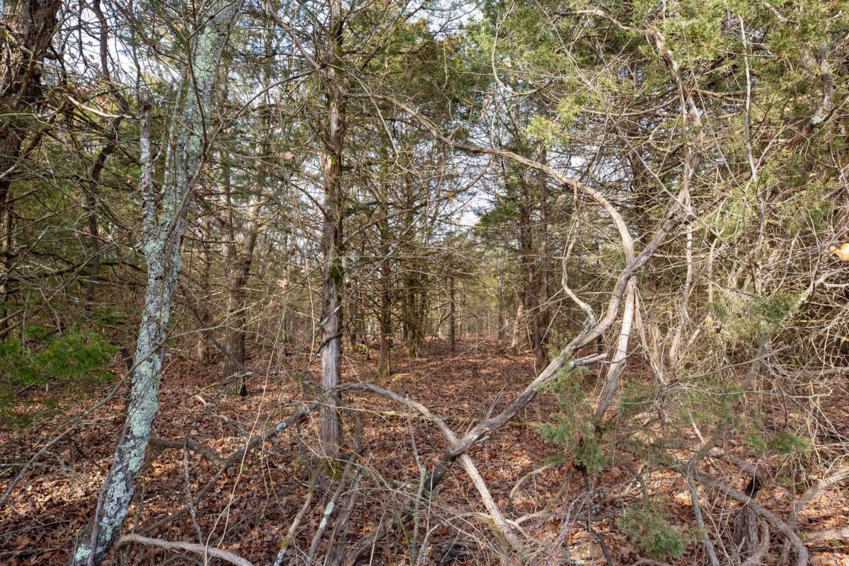 Decorative background for Forest Hill Tract 3 image 11
