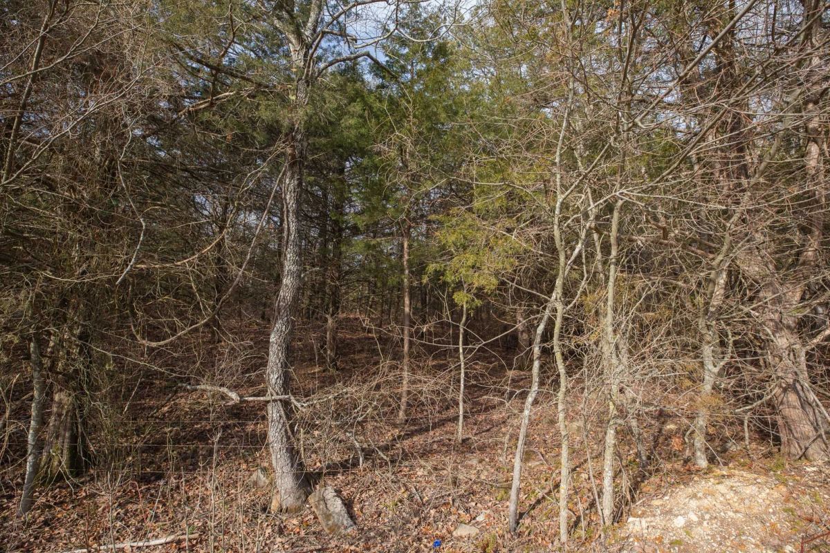 Decorative background for Forest Hill Tract 3 image 12