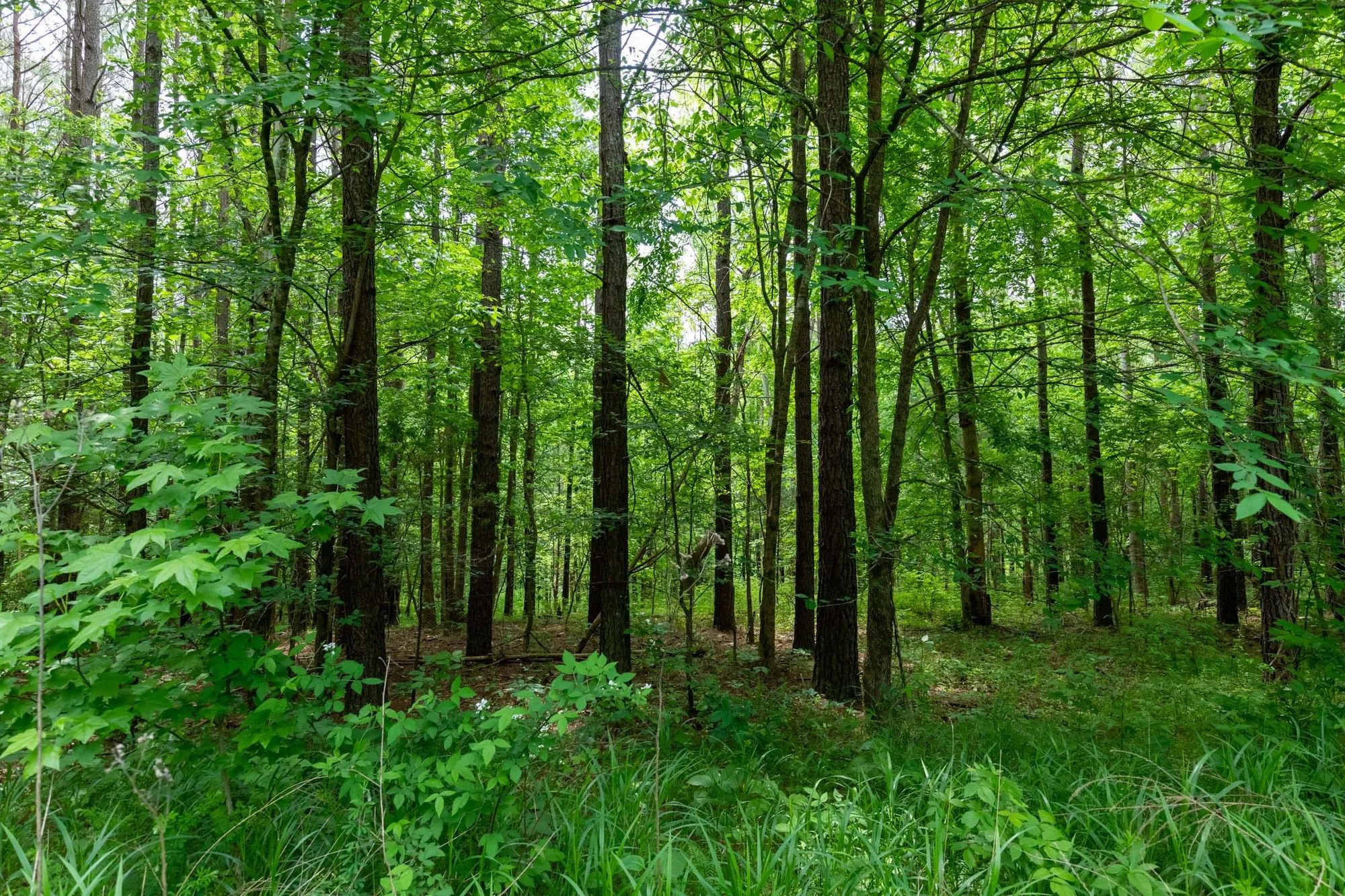 Cedar Creek Tract 40 in Perry County, TN