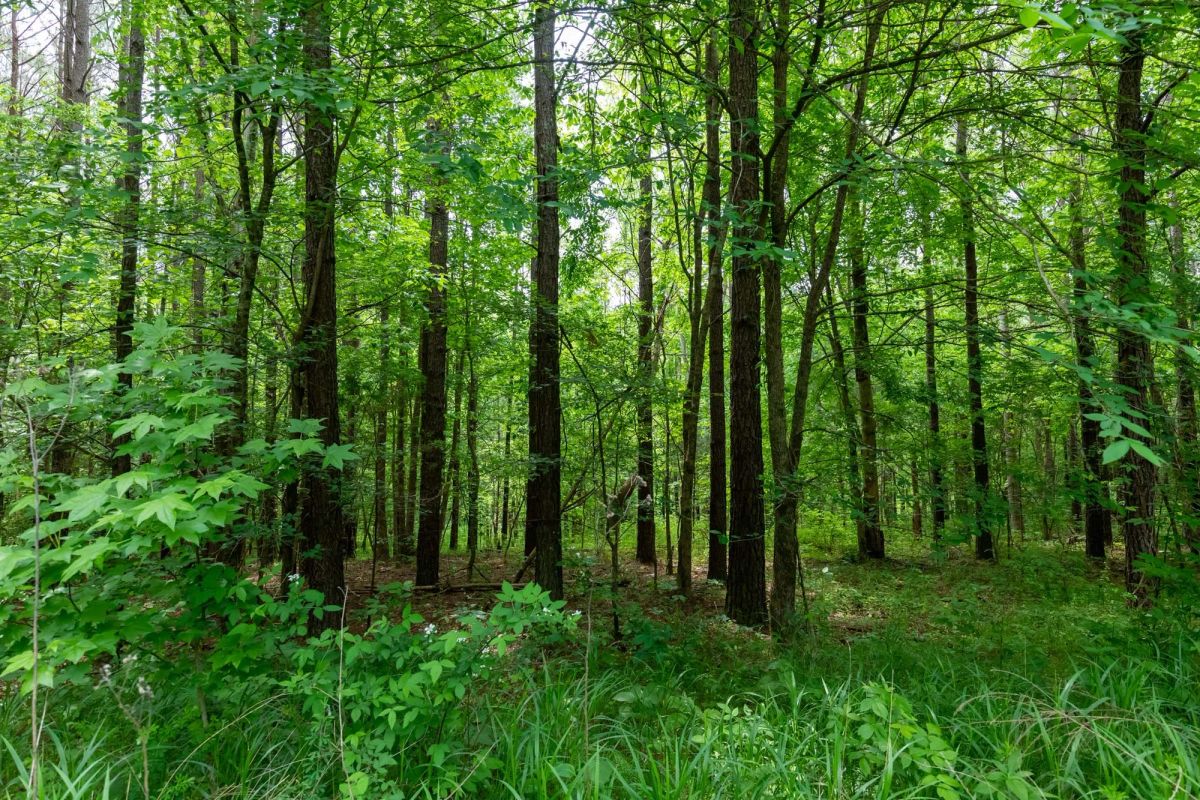 Cedar Creek Tract 40 - Image 2