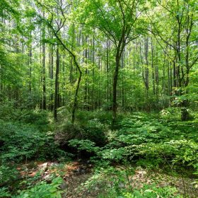 Cedar Creek Tract 40 in Perry County, TN