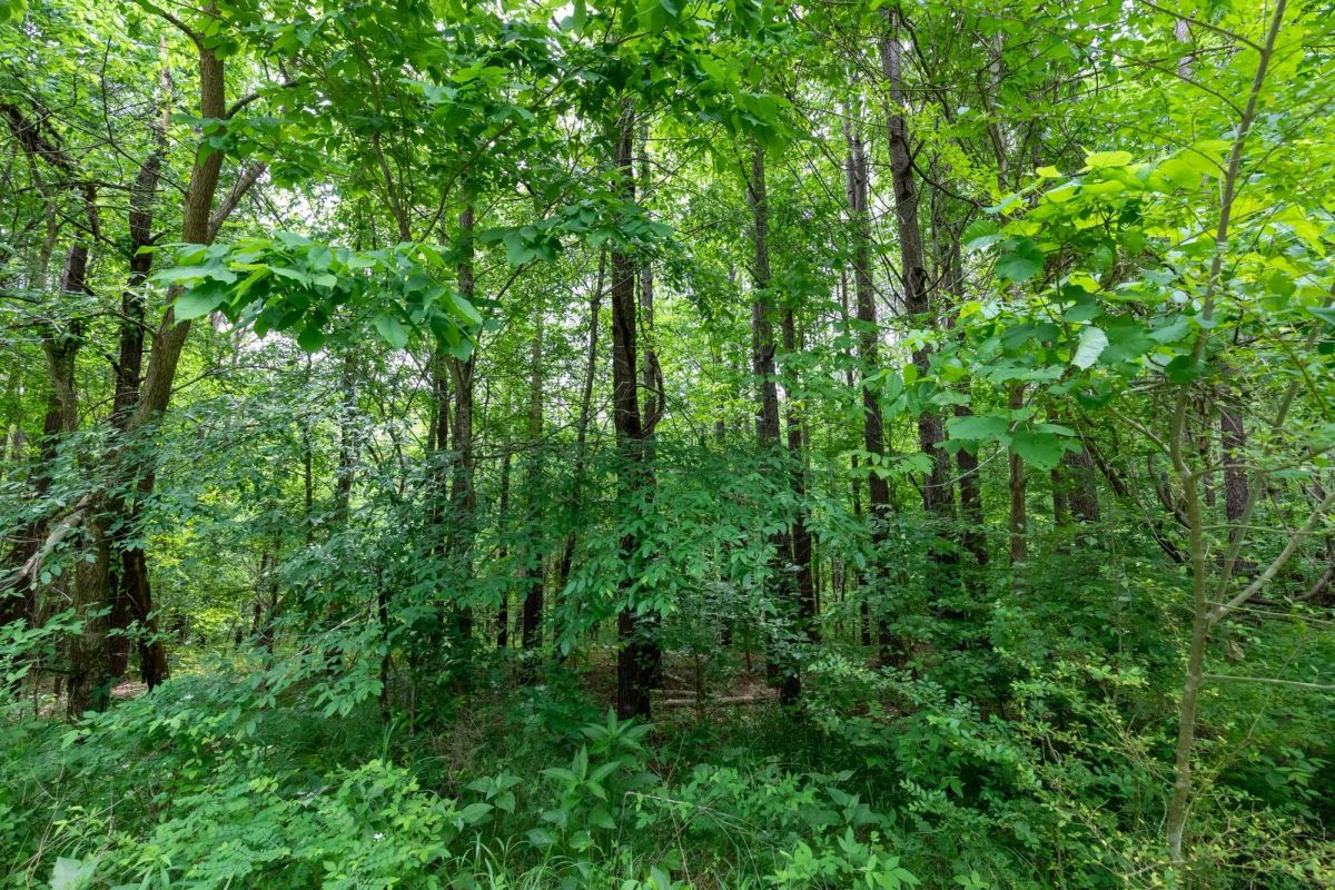 Cedar Creek Tract 40 - Image 4