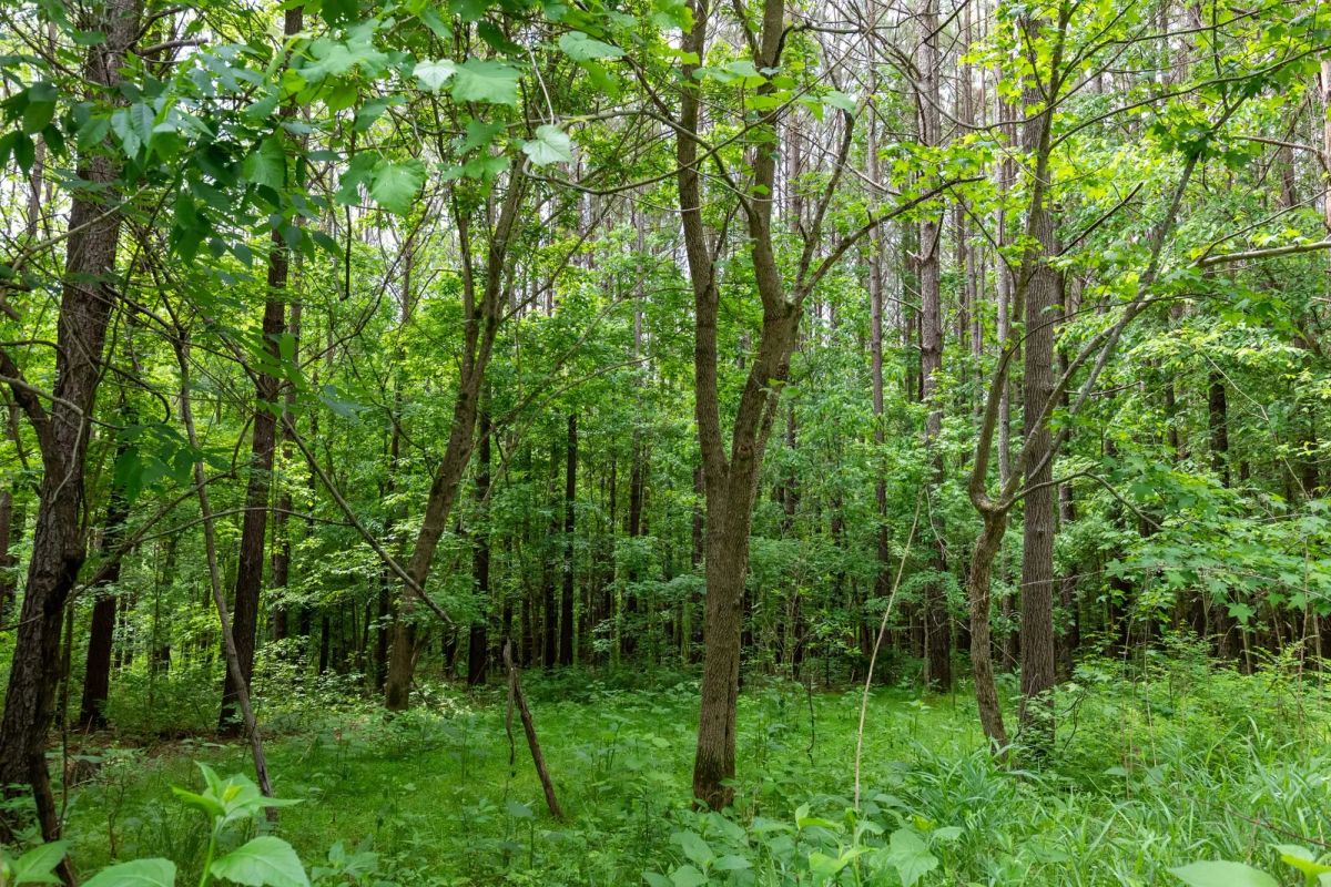 Decorative background for Cedar Creek Tract 40 image 6