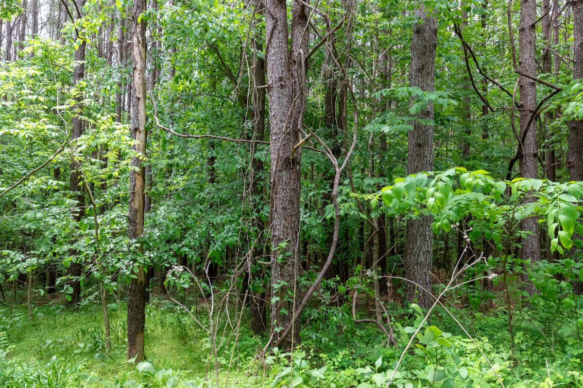 Decorative background for Cedar Creek Tract 40 image 7