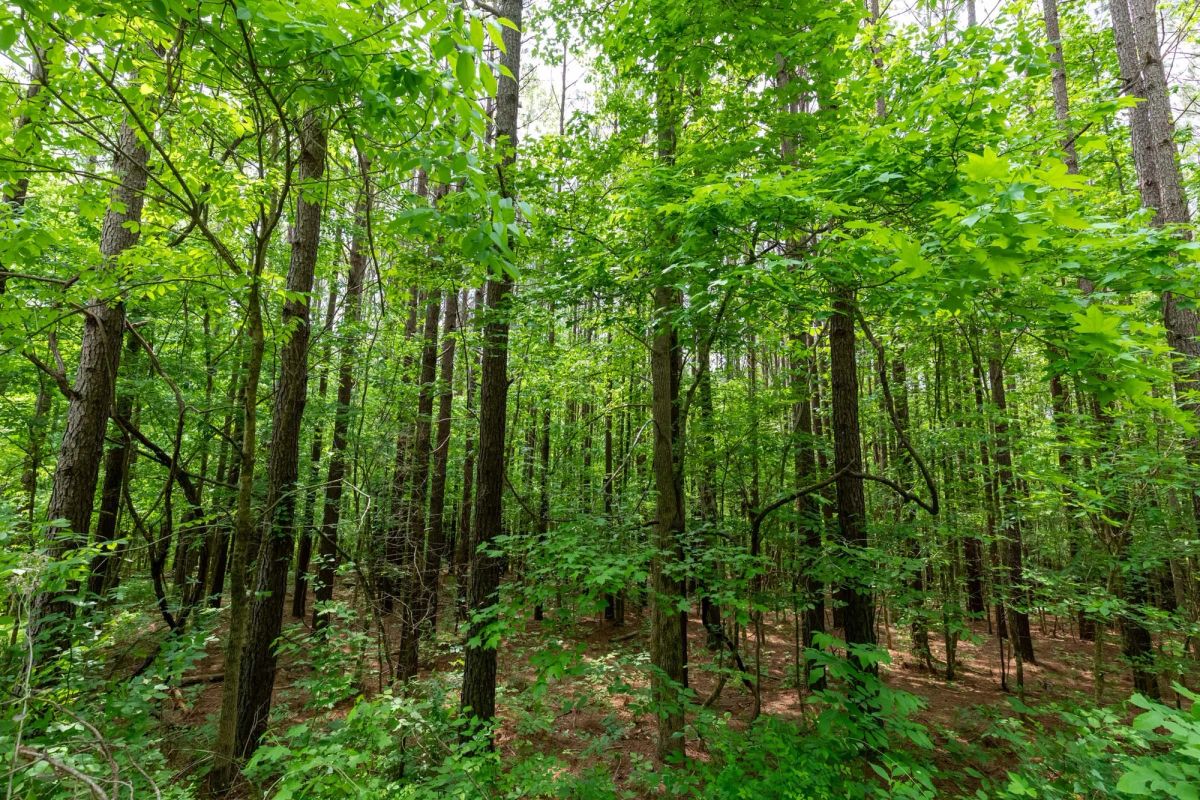 Decorative background for Cedar Creek Tract 40 image 8