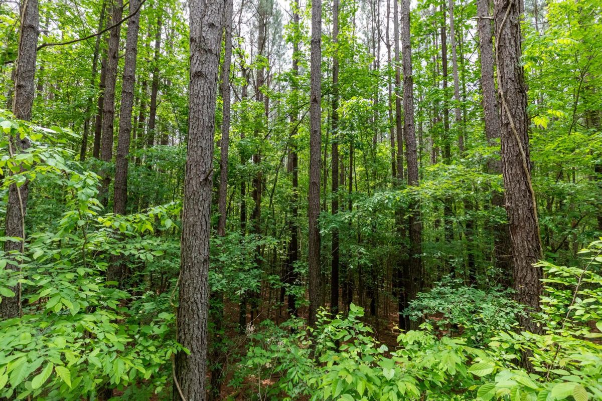 Decorative background for Cedar Creek Tract 40 image 10
