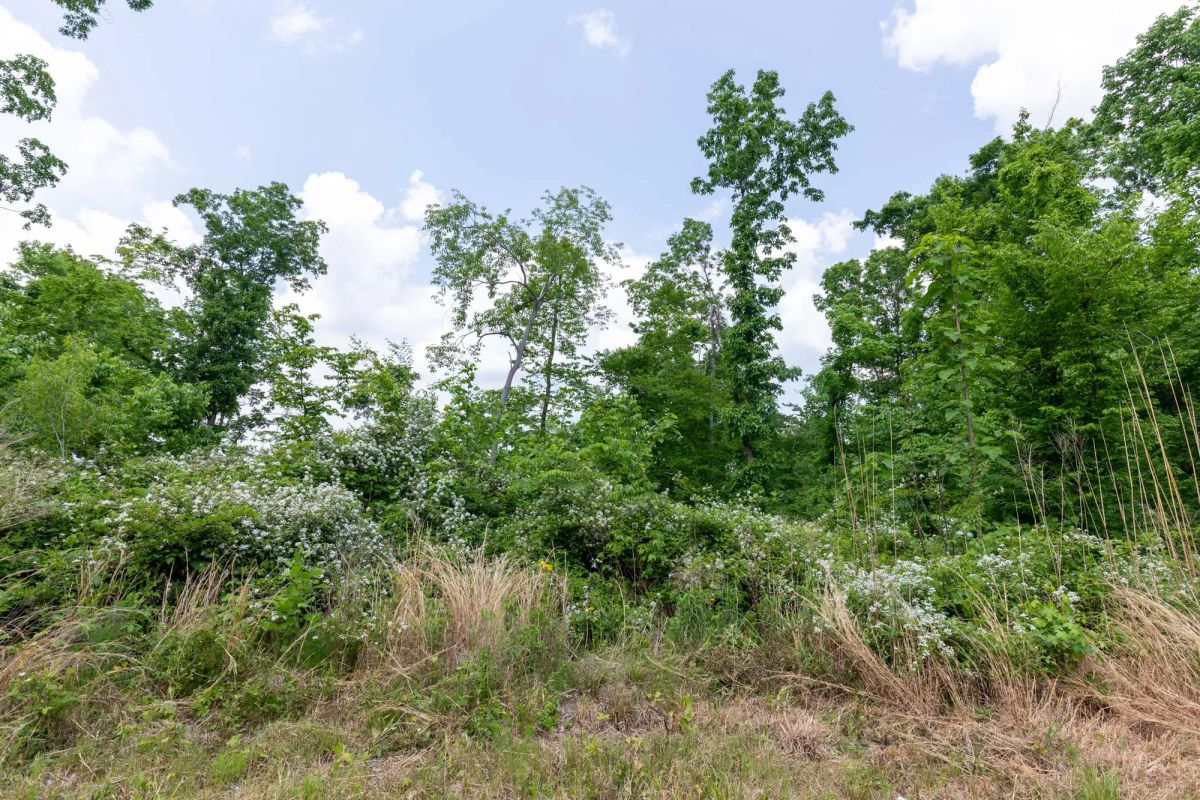 Decorative background for Cedar Creek Tract 40 image 11