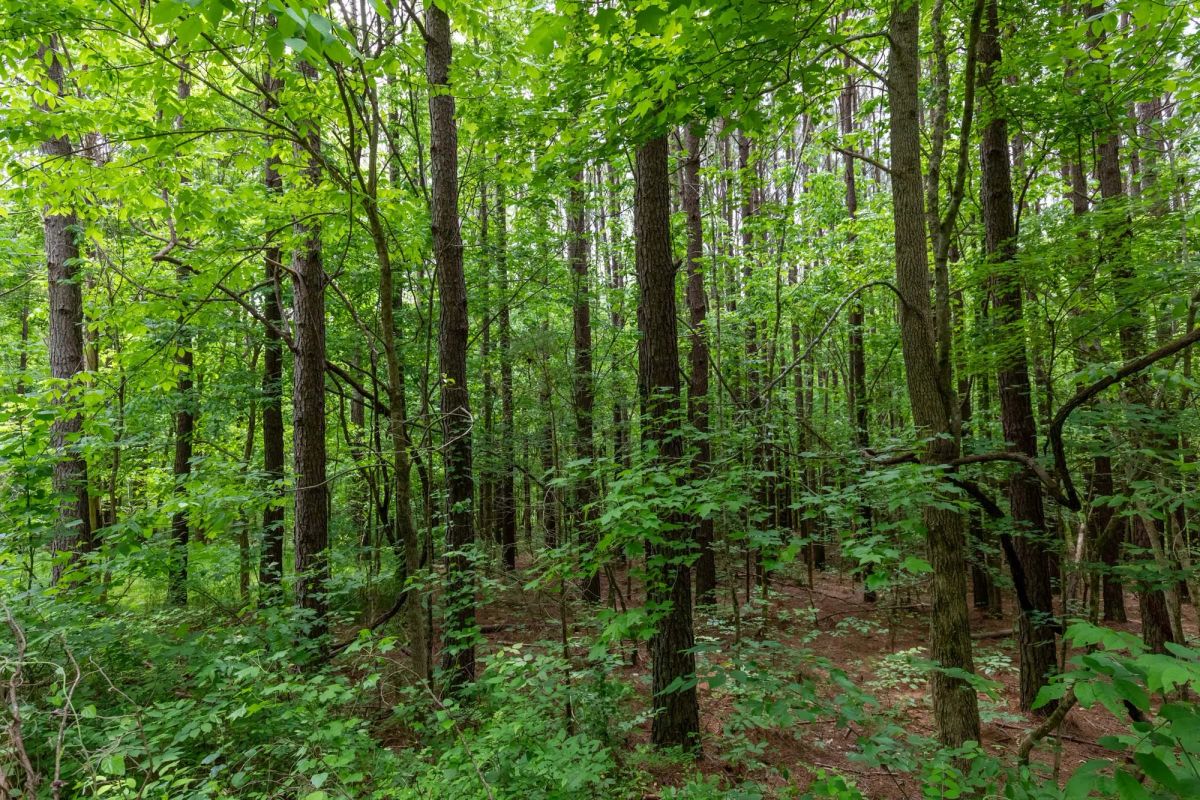 Decorative background for Cedar Creek Tract 40 image 12