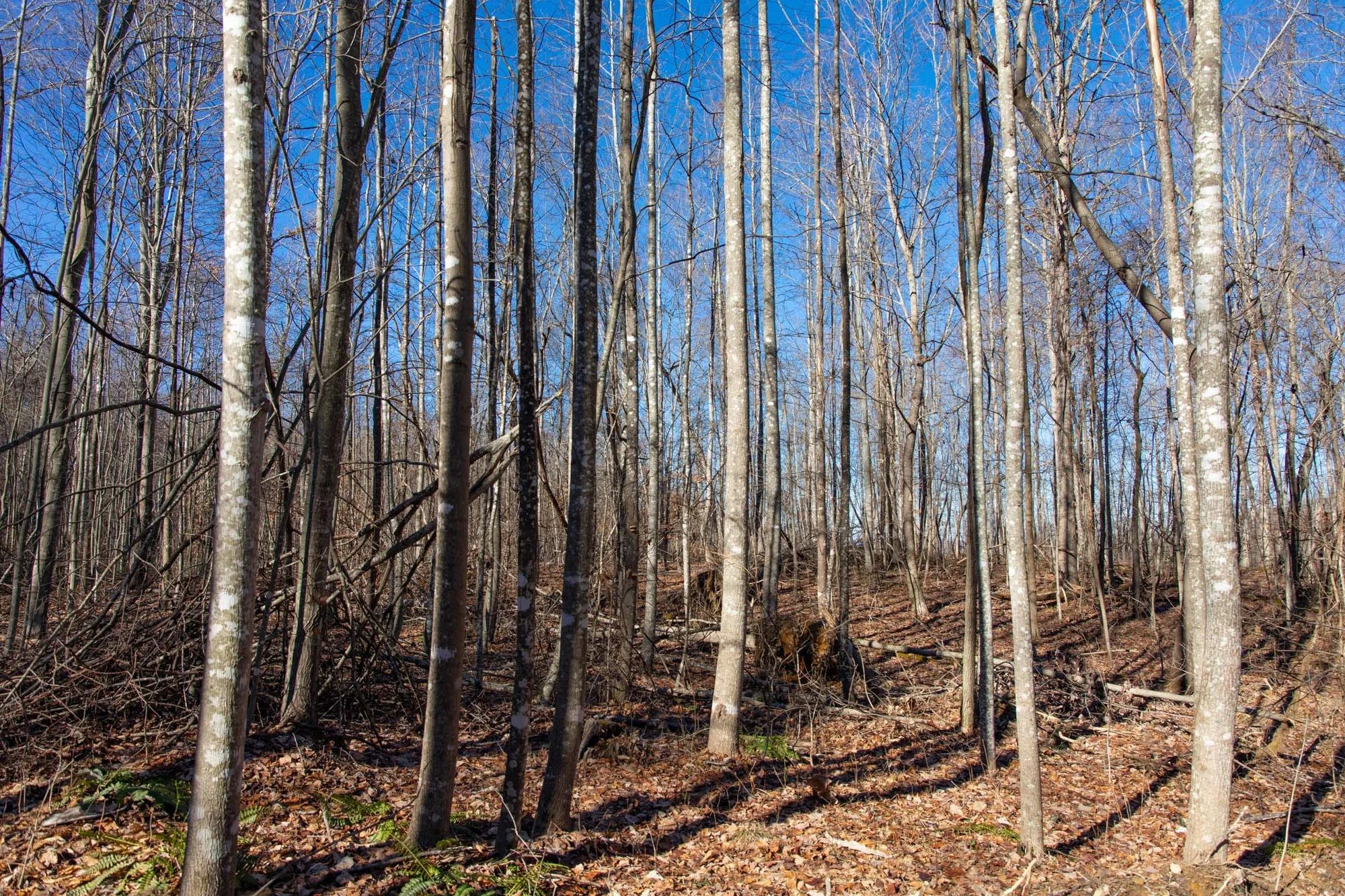Blackstone Mountain Phase I Tract 20 in Clay County, KY