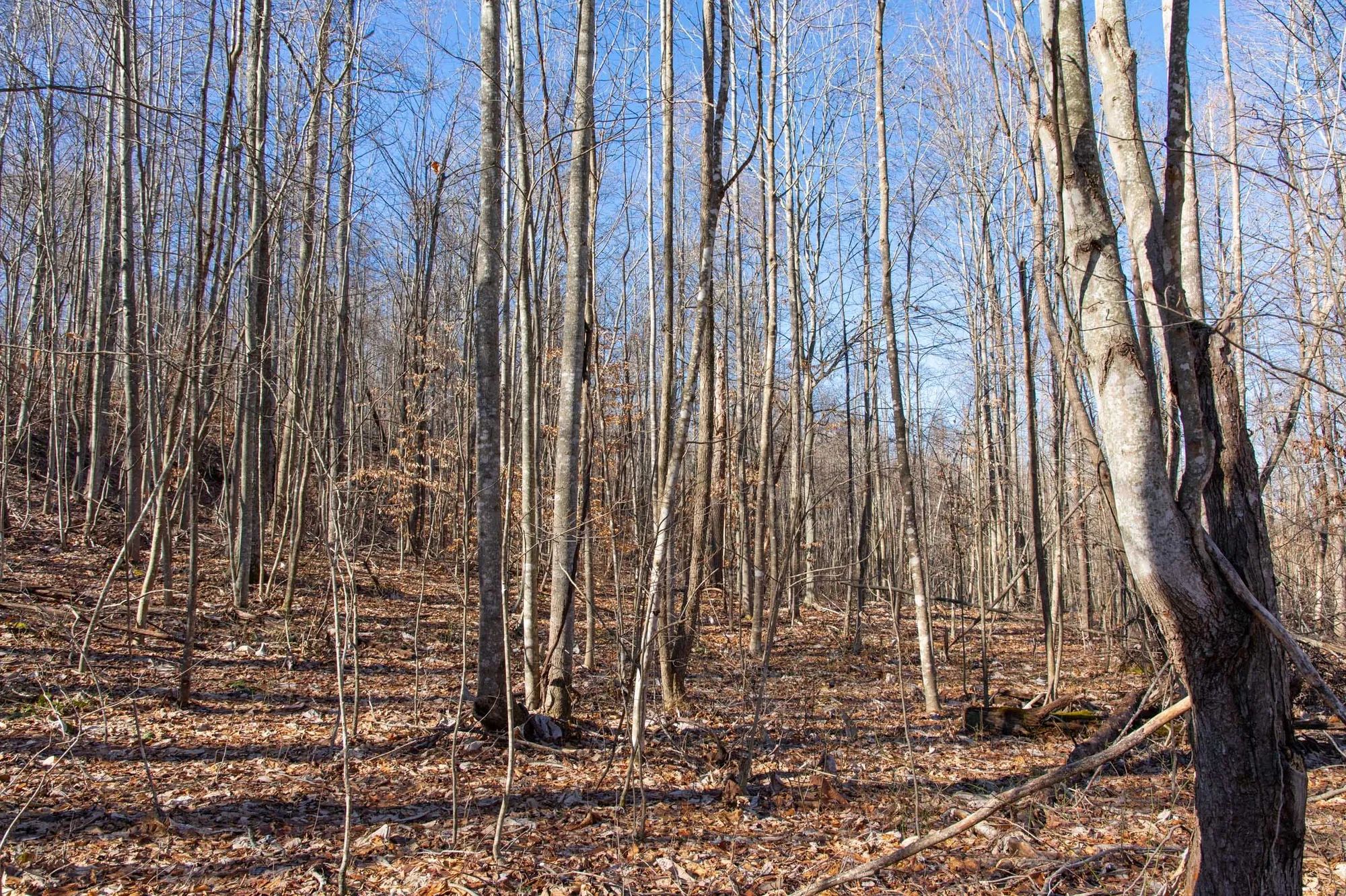 Blackstone Mountain Phase I Tract 20 in Clay County, KY