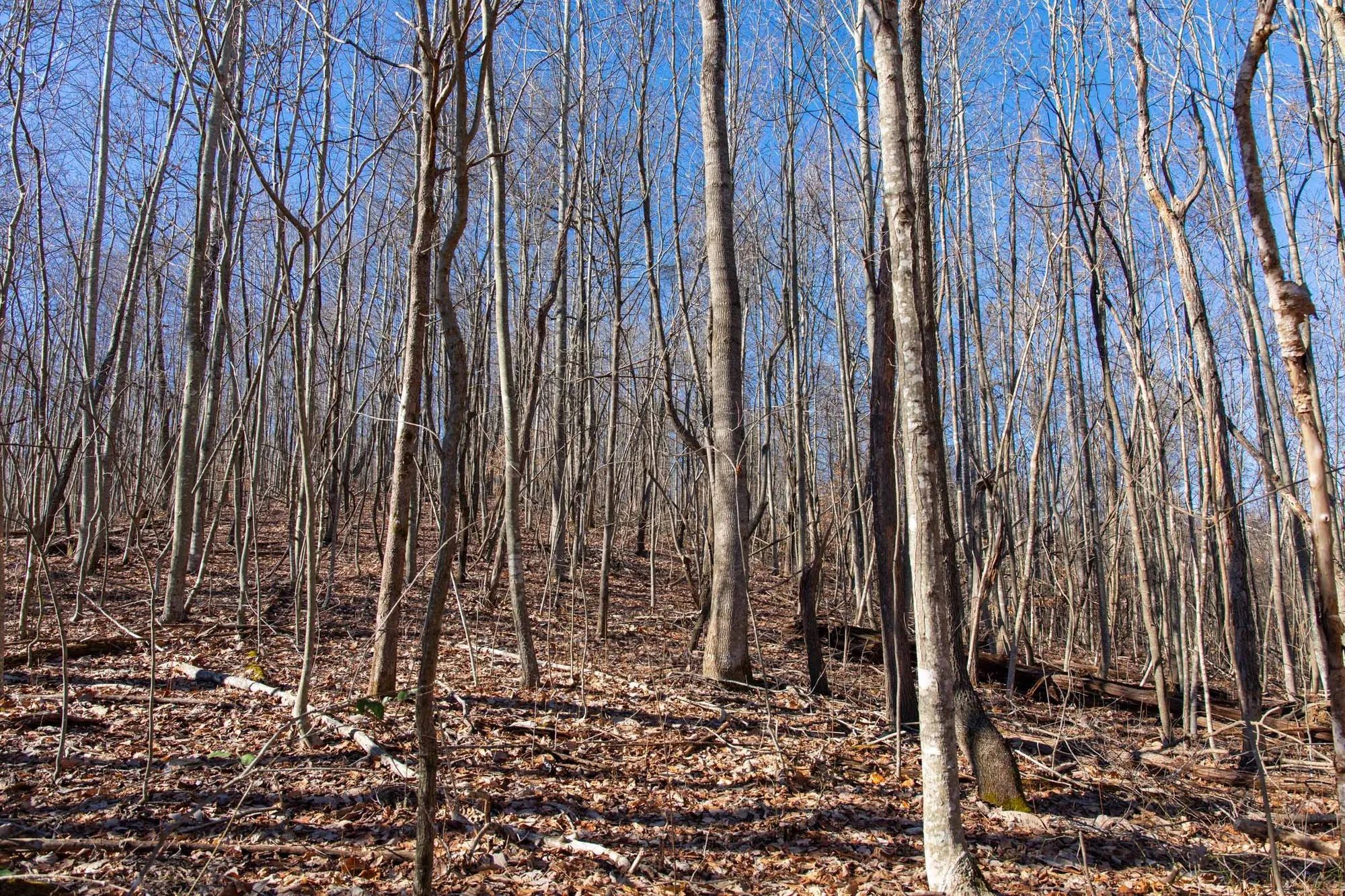 Blackstone Mountain Phase I Tract 20 in Clay County, KY