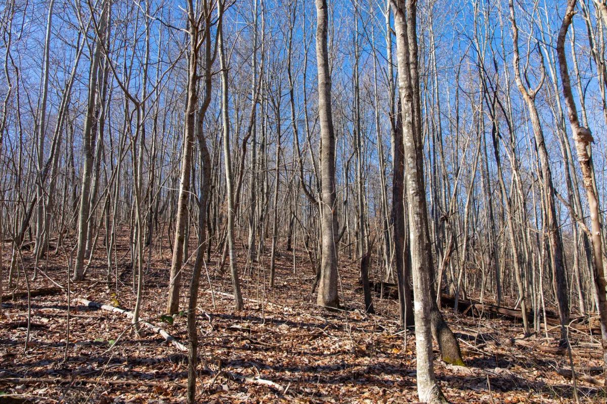 Blackstone Mountain Phase I Tract 20 - Image 4