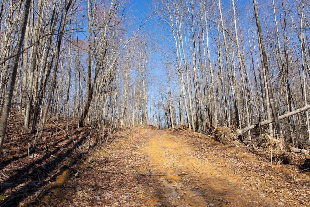 Decorative background for Blackstone Mountain Phase I Tract 20 image 5