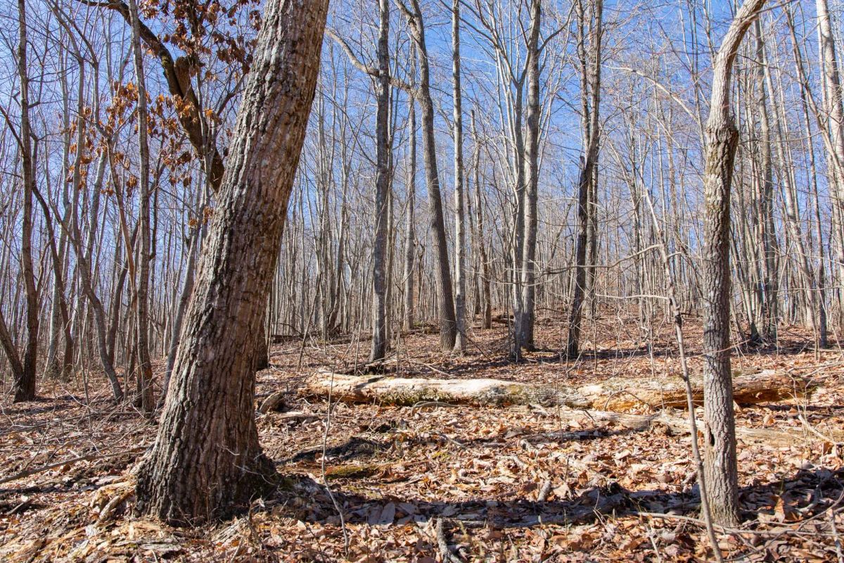 Decorative background for Blackstone Mountain Phase I Tract 20 image 6