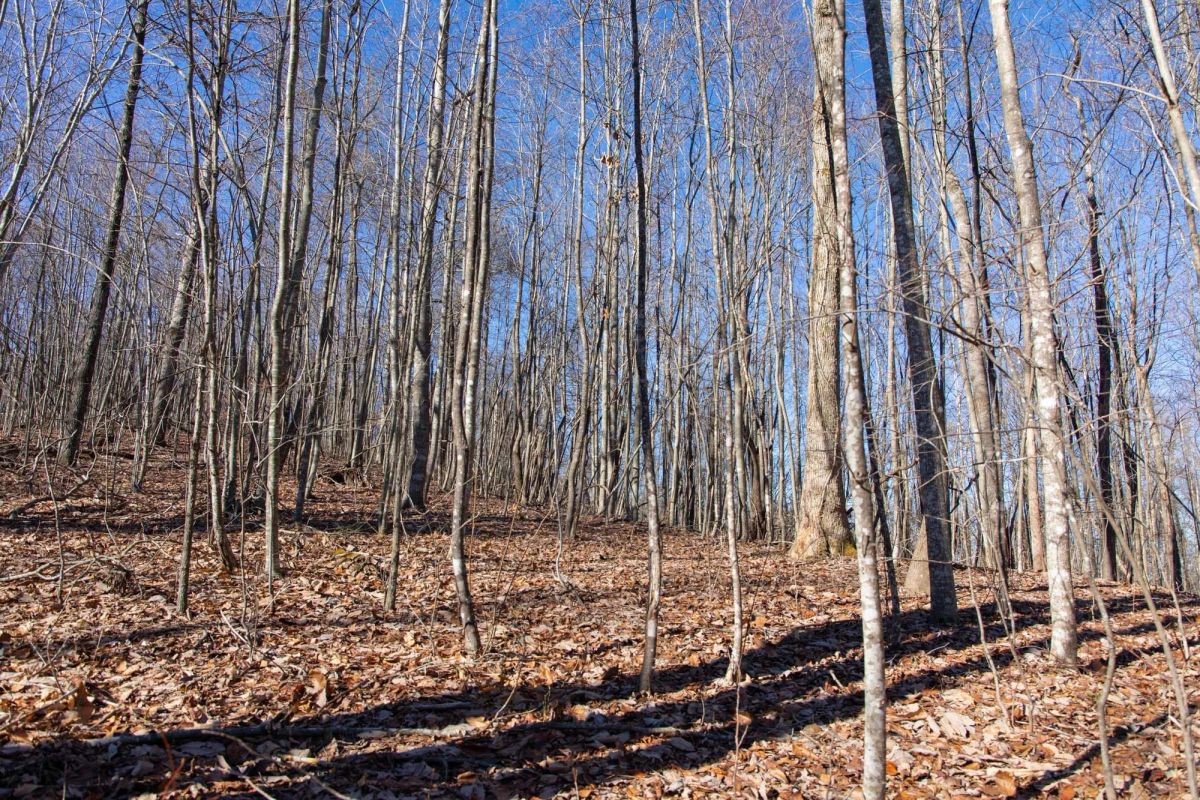 Decorative background for Blackstone Mountain Phase I Tract 20 image 7
