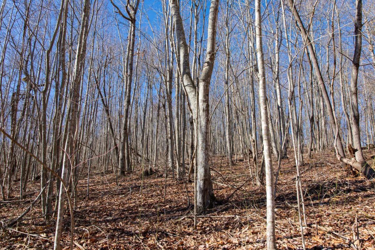 Decorative background for Blackstone Mountain Phase I Tract 20 image 8