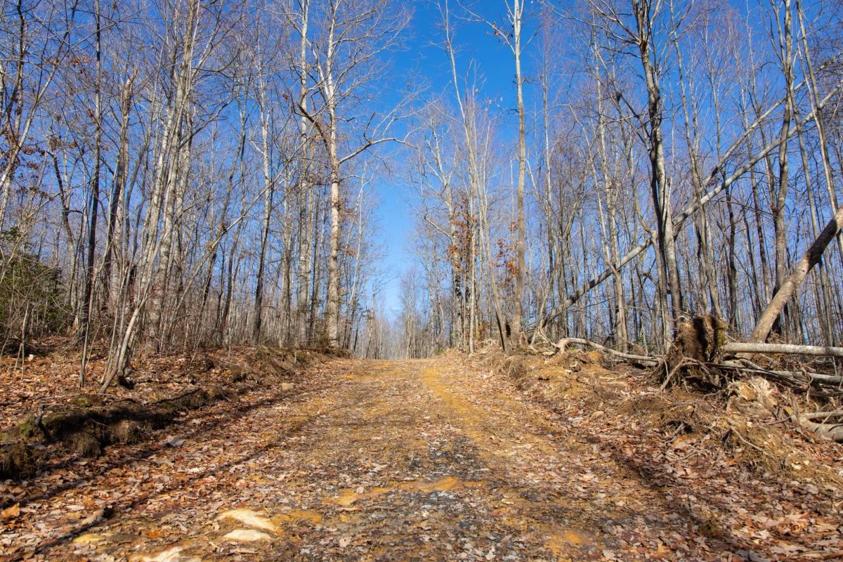 Decorative background for Blackstone Mountain Phase I Tract 20 image 9