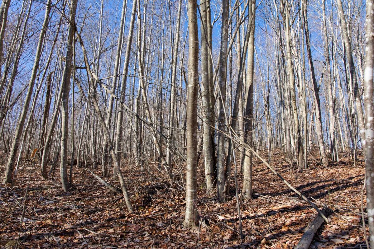 Decorative background for Blackstone Mountain Phase I Tract 20 image 10
