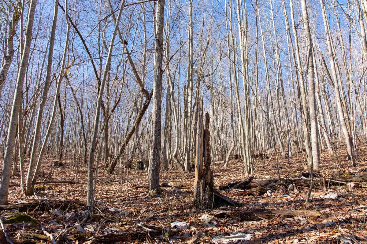 Decorative background for Blackstone Mountain Phase I Tract 20 image 11