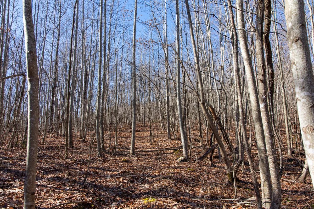 Decorative background for Blackstone Mountain Phase I Tract 20 image 14