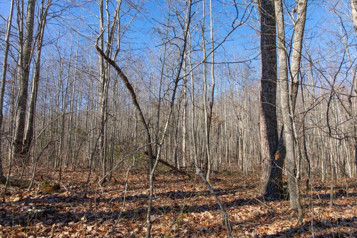 Decorative background for Blackstone Mountain Phase I Tract 20 image 15