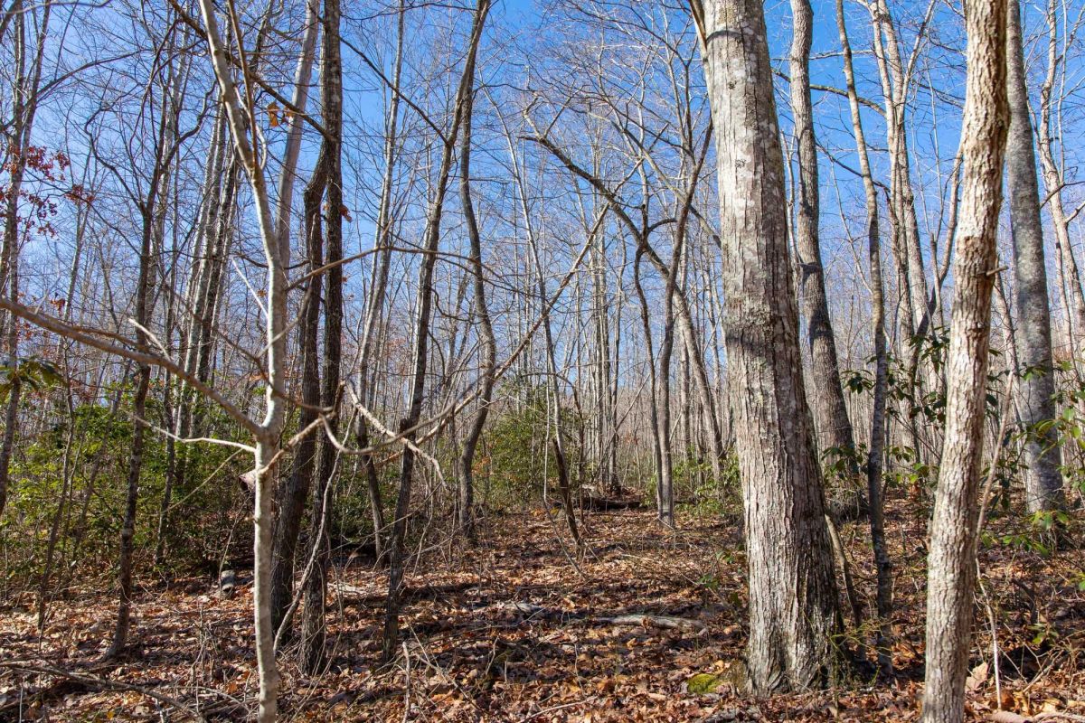 Decorative background for Blackstone Mountain Phase I Tract 20 image 16