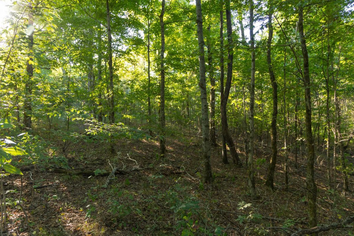 Big White Oak Tract 109 - Image 4