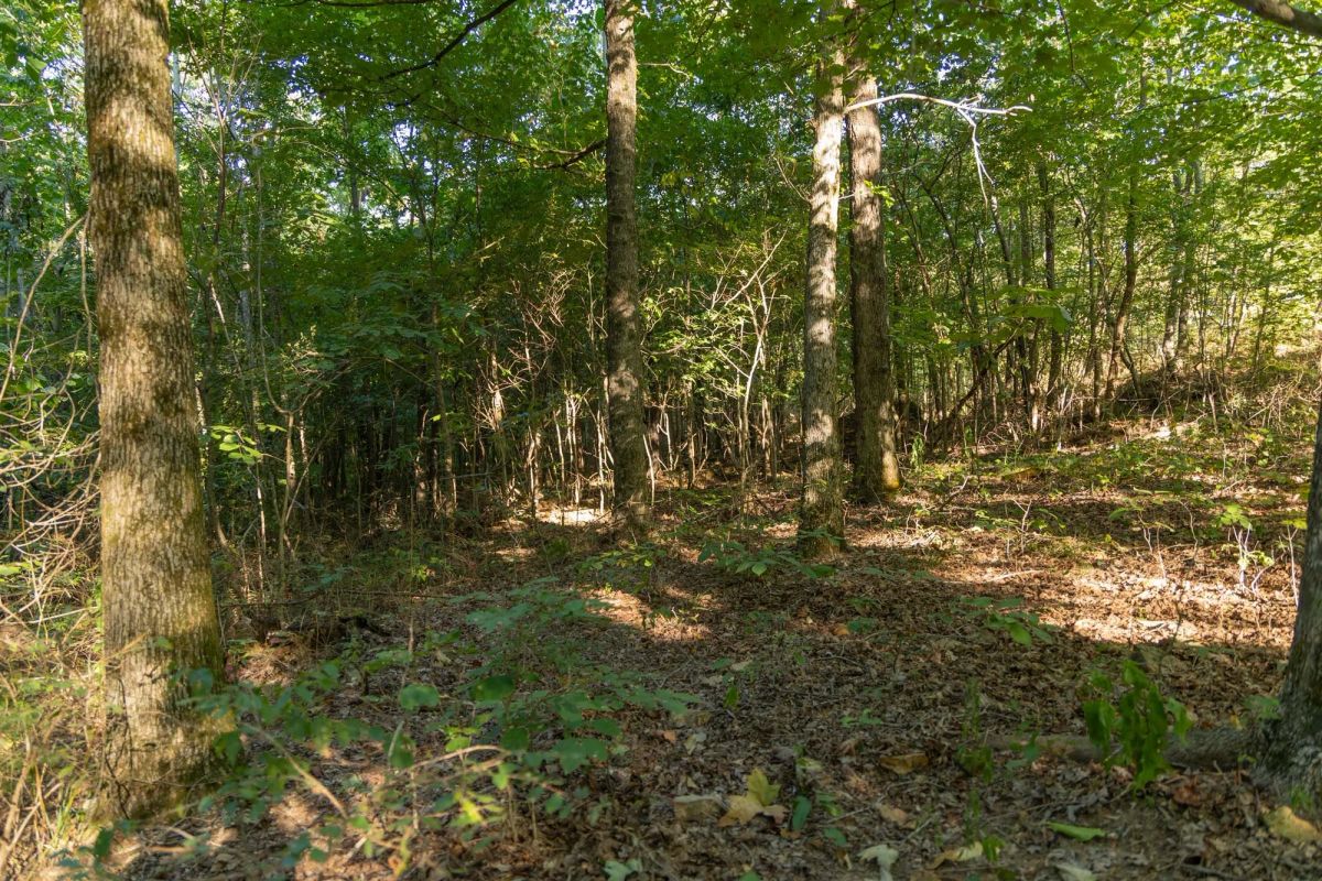 Decorative background for Big White Oak Tract 109 image 5