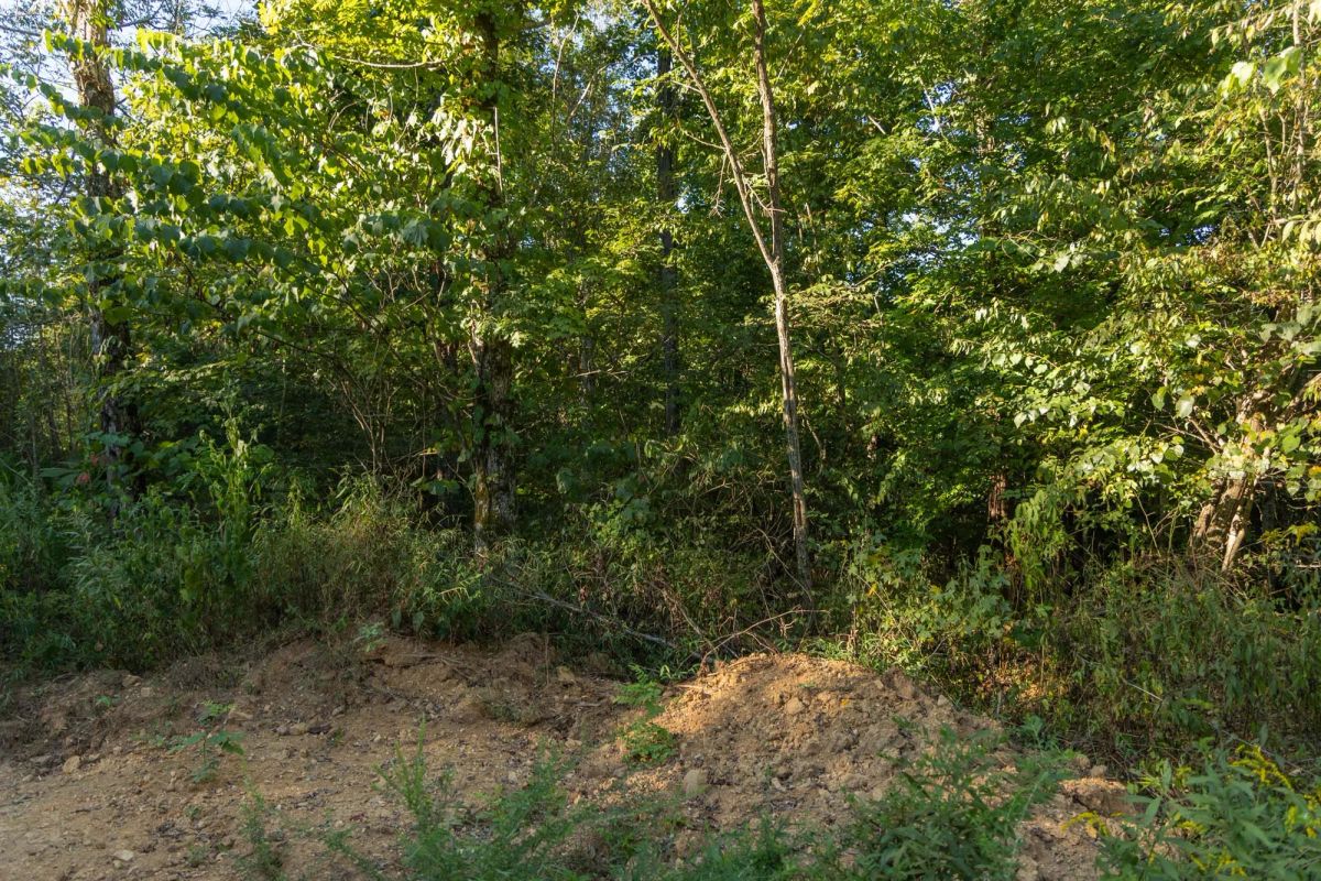 Decorative background for Big White Oak Tract 109 image 7