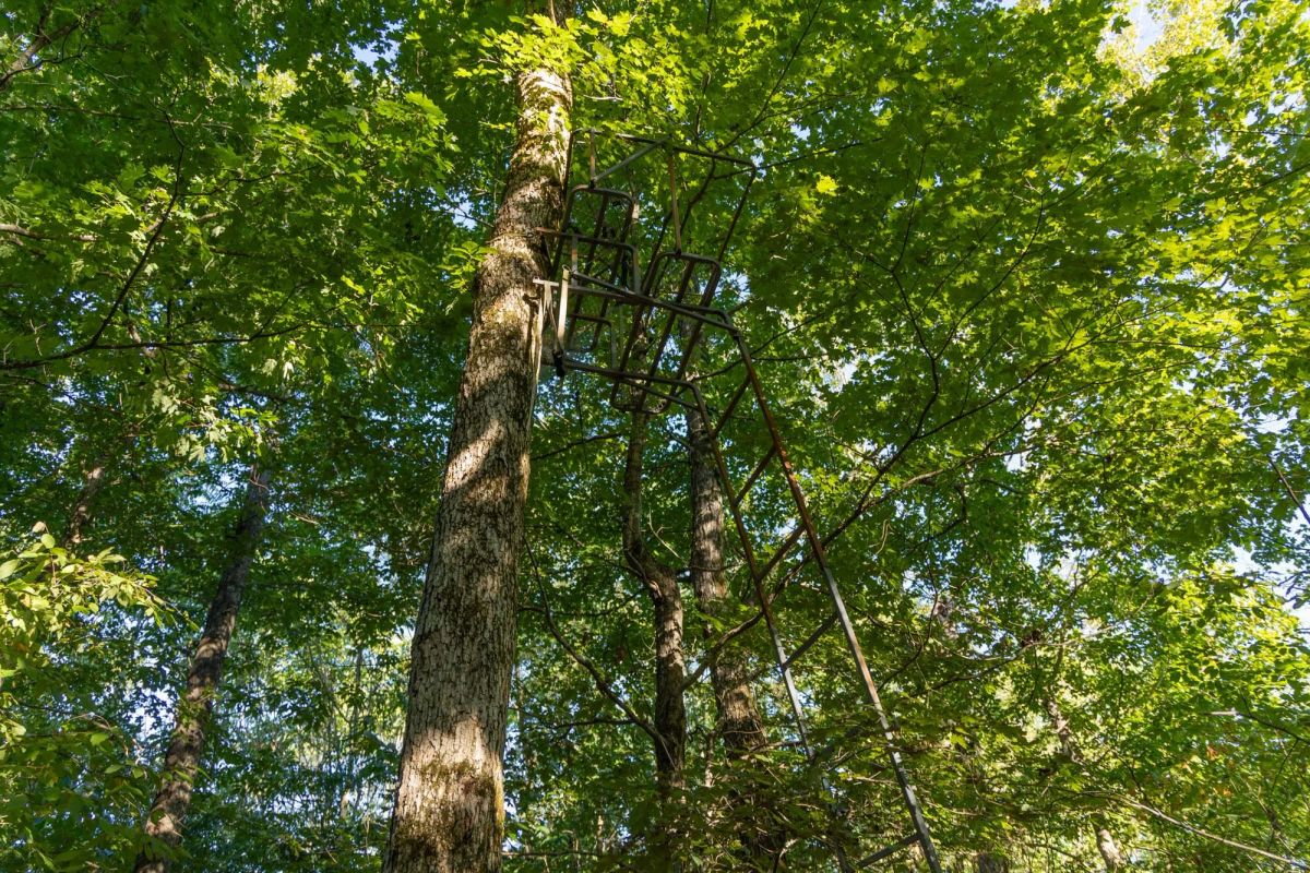 Decorative background for Big White Oak Tract 109 image 8