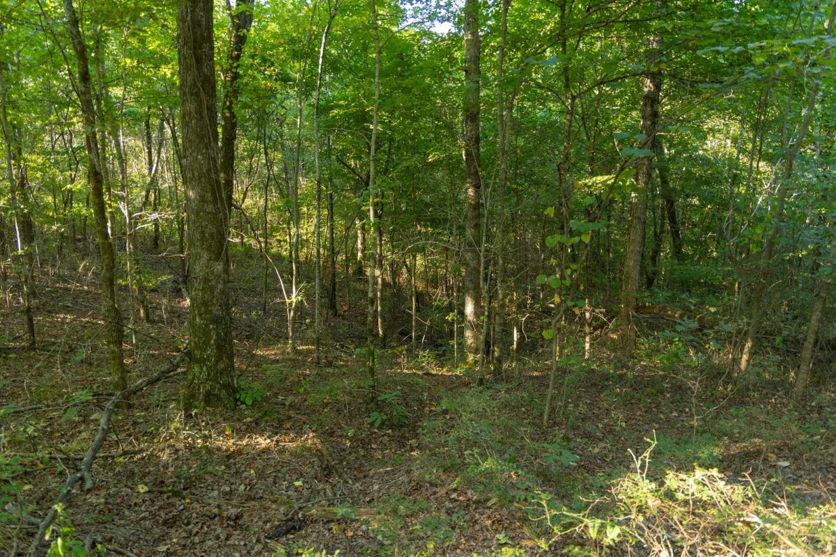 Decorative background for Big White Oak Tract 109 image 9