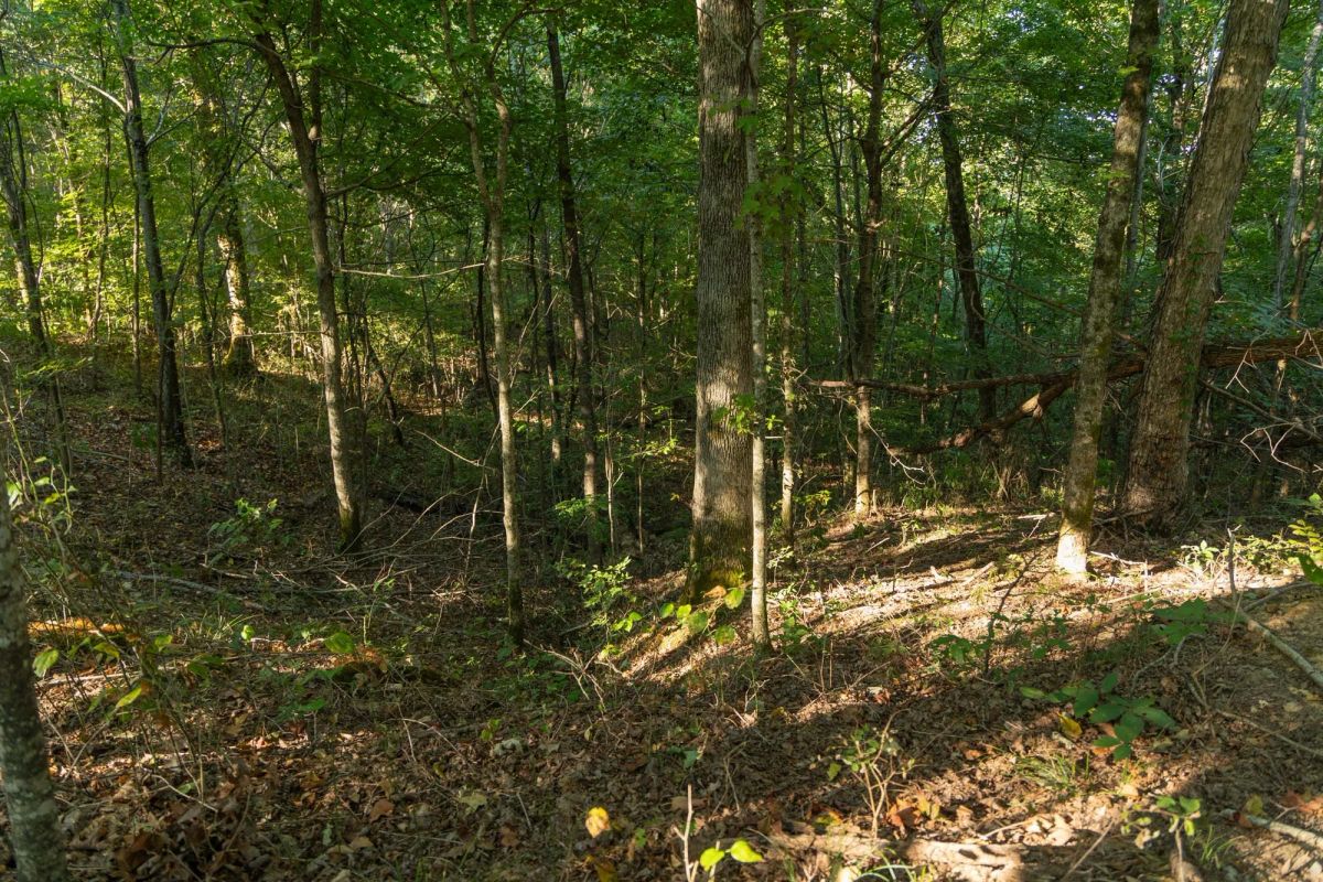 Decorative background for Big White Oak Tract 109 image 10