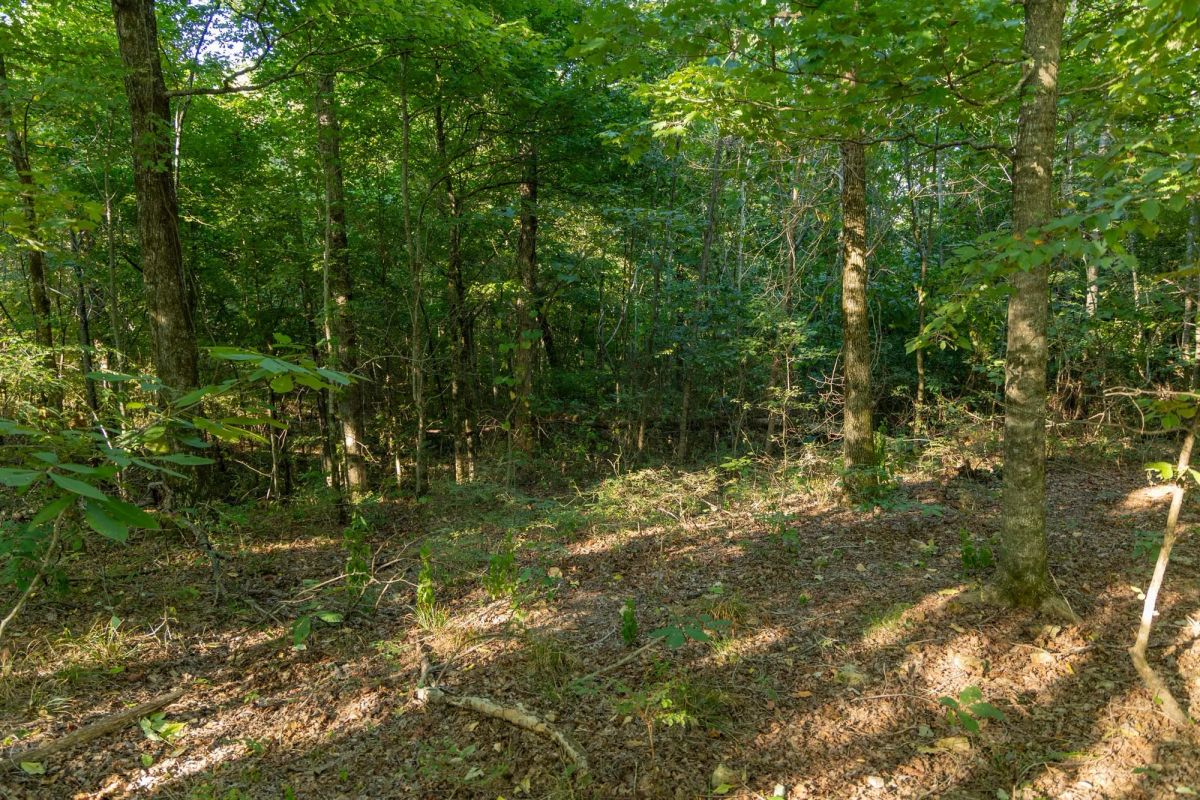 Decorative background for Big White Oak Tract 109 image 11