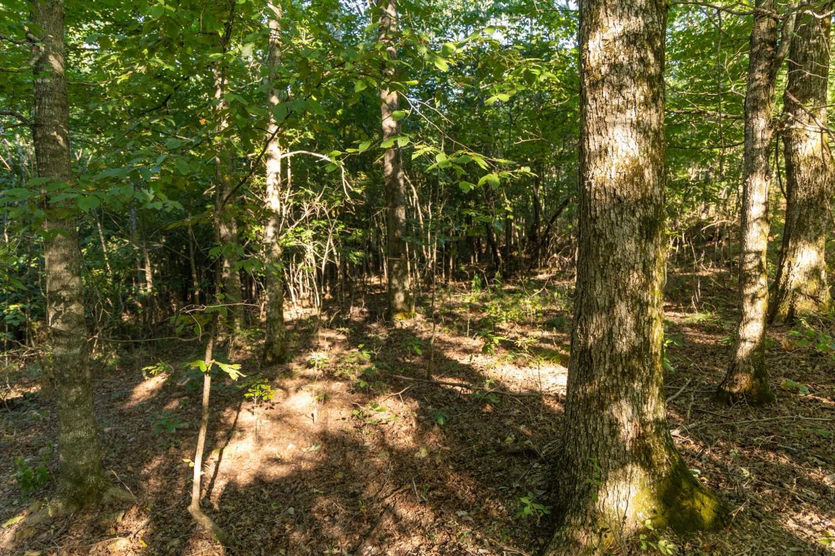 Decorative background for Big White Oak Tract 109 image 12