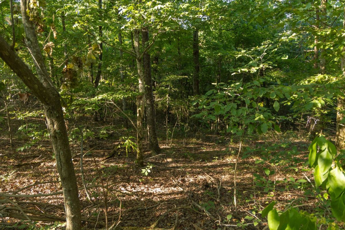 Decorative background for Big White Oak Tract 109 image 13