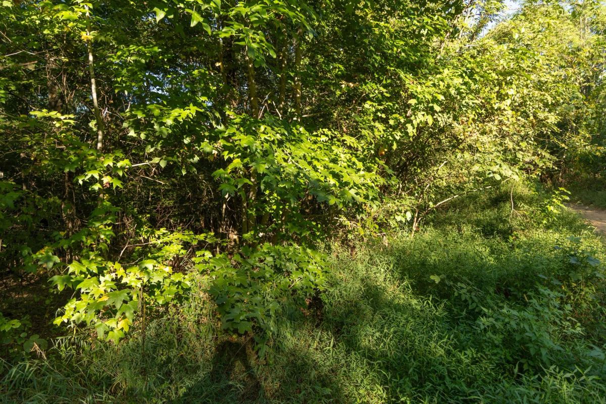 Decorative background for Big White Oak Tract 109 image 14