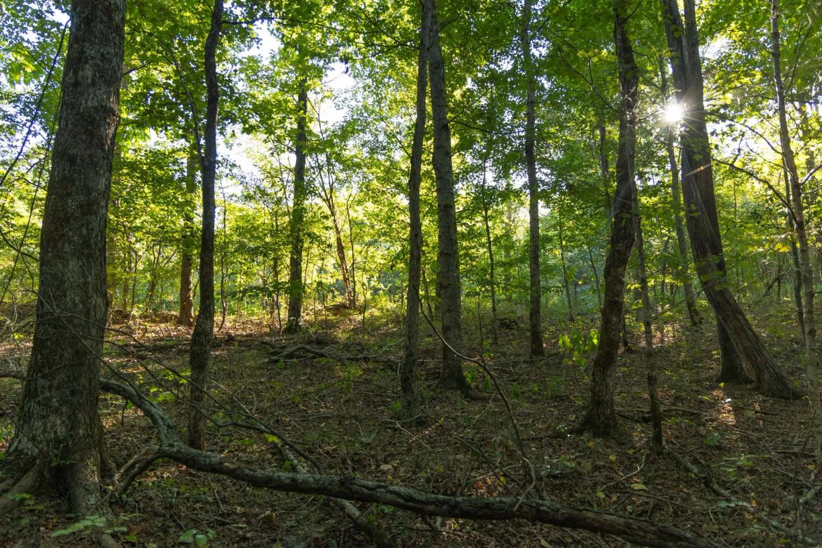 Decorative background for Big White Oak Tract 109 image 15