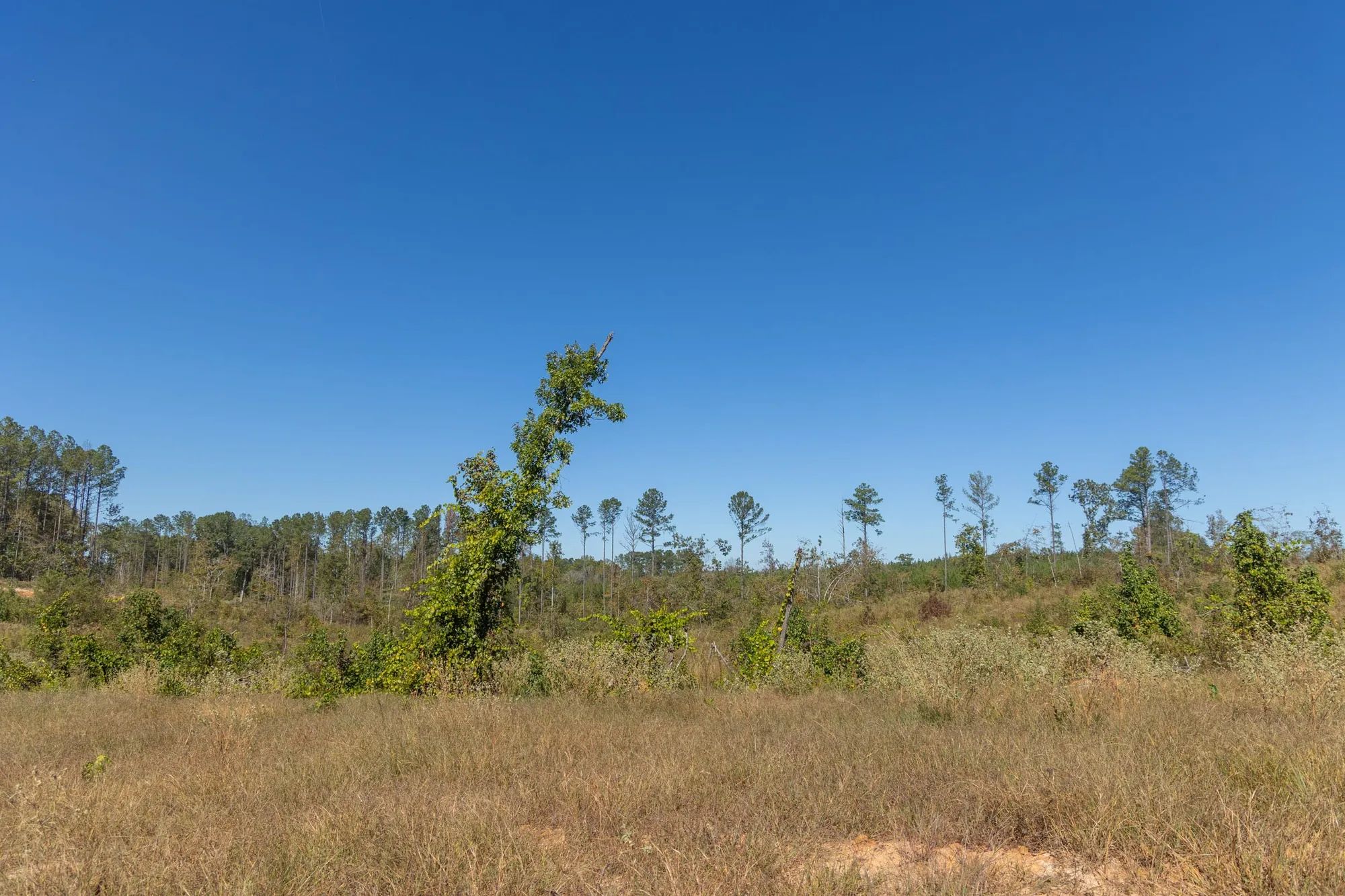 Meyer’s Ridge Tract 8 in Attala County, MS