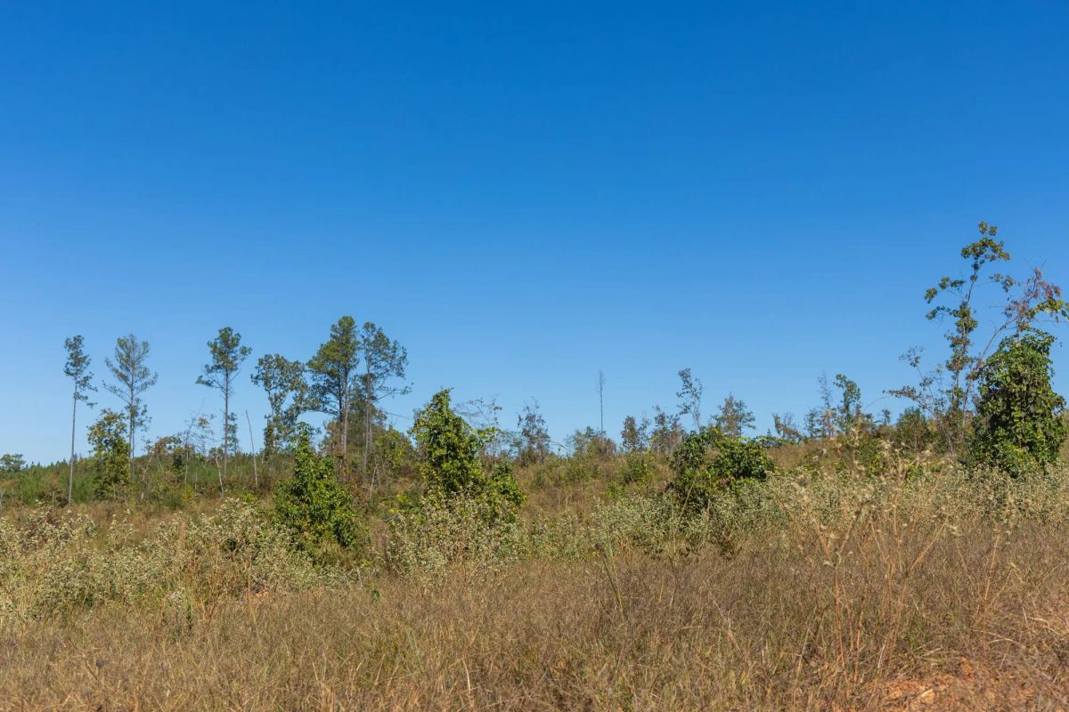 Decorative background for Meyer’s Ridge Tract 8 image 6