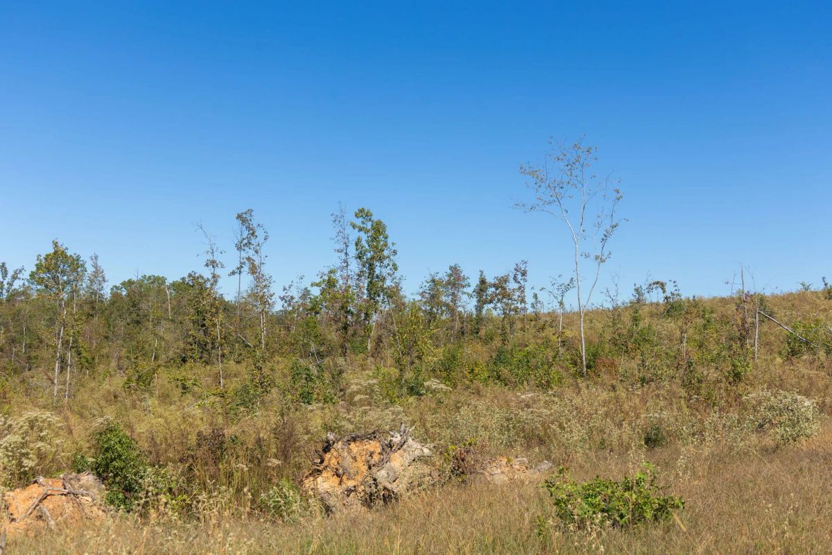 Decorative background for Meyer’s Ridge Tract 8 image 7